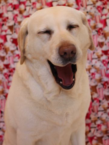 ラブラドール・レトリバートリミング文京区フントヒュッテ駒込大型犬トリミング東京かわいいラブラドールレトリバー画像大型犬トリミングサロン都内hundehutte_40.jpg