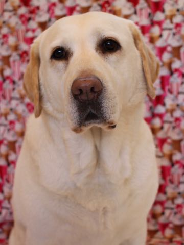 ラブラドール・レトリバートリミング文京区フントヒュッテ駒込大型犬トリミング東京かわいいラブラドールレトリバー画像大型犬トリミングサロン都内hundehutte_41.jpg