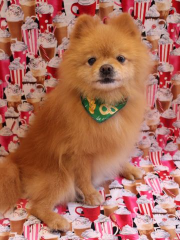 ミックス犬トリミング東京ポメラニアンとチワワのミックス犬画像ミックス犬トリミング料金文京区フントヒュッテ駒込サマーカットポメチワミックス犬_18.jpg