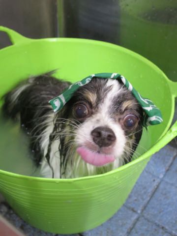 チワワトリミング文京区フントヒュッテ駒込犬歯垢歯石除去犬歯磨きゼオライトデンタルケア東京チワワ温泉画像チワワトリミング料金_1.jpg
