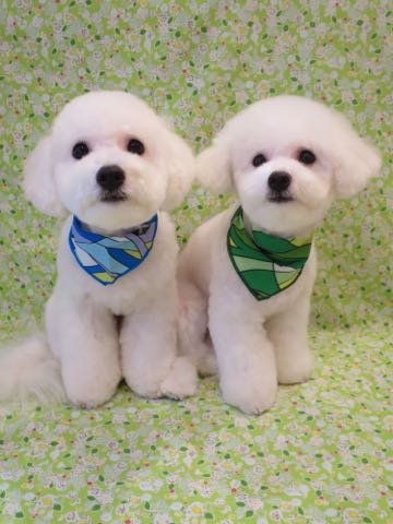 ビションフリーゼトリミング文京区フントヒュッテ駒込hundehutteビション子犬トリミング都内こいぬビションチャンピオン犬血統毛量東京かわいいビション画像_2.jpg