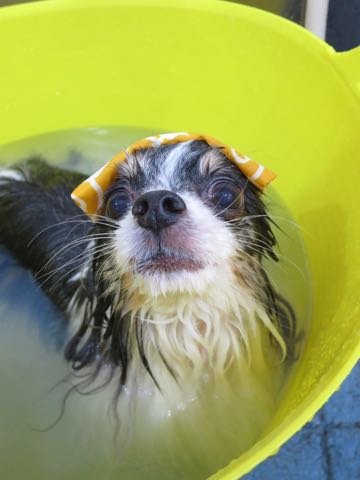 チワワトリミング文京区フントヒュッテ駒込犬歯垢歯石除去犬歯磨きゼオライトデンタルケア東京チワワ温泉画像チワワトリミング料金_3.jpg