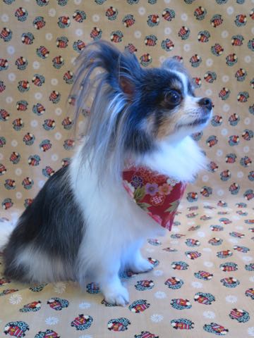 チワワトリミング文京区フントヒュッテ駒込犬歯垢歯石除去犬歯磨きゼオライトデンタルケア東京チワワ温泉画像チワワトリミング料金_4.jpg