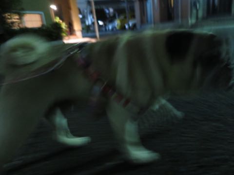 ѥȥߥ󥰲եȥҥåʸڥåȥۥƥͻҤݸѥûƬȤɡڤ㸤ѥħPug_11.jpg