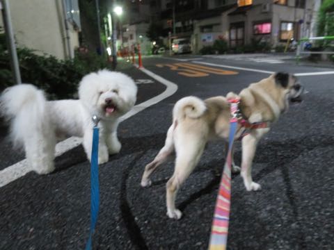 パグトリミング画像フントヒュッテ文京区ペットホテル様子おさんぽ犬おあずかり東京パグ夏短頭種とは鼻ぺちゃ犬パグ性格特徴色Pug_15.jpg