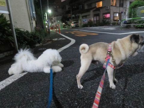 パグトリミング画像フントヒュッテ文京区ペットホテル様子おさんぽ犬おあずかり東京パグ夏短頭種とは鼻ぺちゃ犬パグ性格特徴色Pug_16.jpg