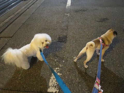 パグトリミング画像フントヒュッテ文京区ペットホテル様子おさんぽ犬おあずかり東京パグ夏短頭種とは鼻ぺちゃ犬パグ性格特徴色Pug_18.jpg