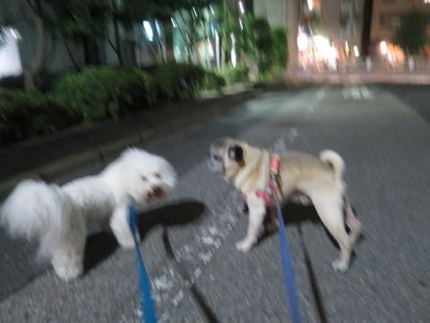 パグトリミング画像フントヒュッテ文京区ペットホテル様子おさんぽ犬おあずかり東京パグ夏短頭種とは鼻ぺちゃ犬パグ性格特徴色Pug_19.jpg