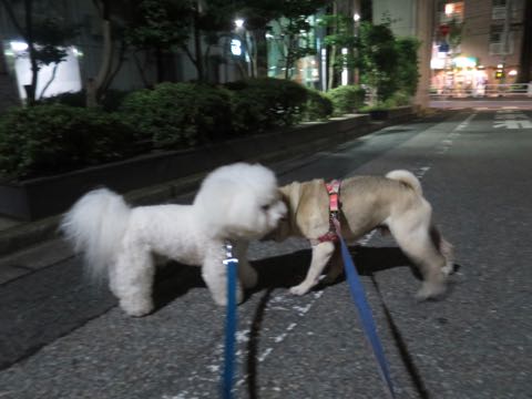 パグトリミング画像フントヒュッテ文京区ペットホテル様子おさんぽ犬おあずかり東京パグ夏短頭種とは鼻ぺちゃ犬パグ性格特徴色Pug_20.jpg