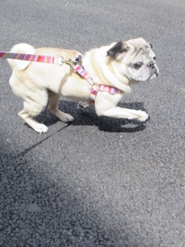 ѥȥߥ󥰲եȥҥåʸڥåȥۥƥͻҤݸѥûƬȤɡڤ㸤ѥħPug_21.jpg