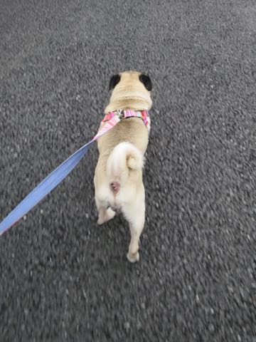 ѥȥߥ󥰲եȥҥåʸڥåȥۥƥͻҤݸѥûƬȤɡڤ㸤ѥħPug_32.jpg