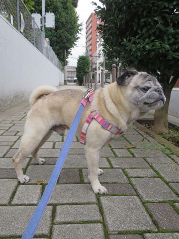 ѥȥߥ󥰲եȥҥåʸڥåȥۥƥͻҤݸѥûƬȤɡڤ㸤ѥħPug_33.jpg