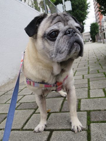 ѥȥߥ󥰲եȥҥåʸڥåȥۥƥͻҤݸѥûƬȤɡڤ㸤ѥħPug_34.jpg