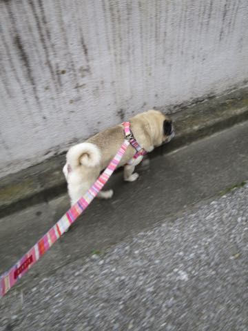 パグトリミング画像フントヒュッテ文京区ペットホテル様子おさんぽ犬おあずかり東京パグ夏短頭種とは鼻ぺちゃ犬パグ性格特徴色Pug_35.jpg