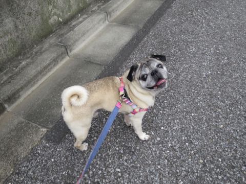 ѥȥߥ󥰲եȥҥåʸڥåȥۥƥͻҤݸѥûƬȤɡڤ㸤ѥħPug_36.jpg