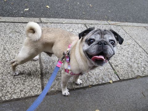 パグトリミング画像フントヒュッテ文京区ペットホテル様子おさんぽ犬おあずかり東京パグ夏短頭種とは鼻ぺちゃ犬パグ性格特徴色Pug_47.jpg