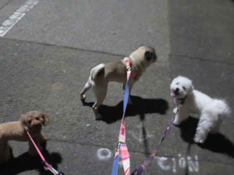 パグトリミング画像フントヒュッテ文京区ペットホテル様子おさんぽ犬おあずかり東京パグ夏短頭種とは鼻ぺちゃ犬パグ性格特徴色Pug_56.jpg