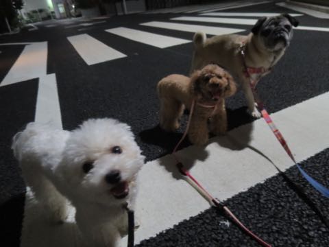 パグトリミング画像フントヒュッテ文京区ペットホテル様子おさんぽ犬おあずかり東京パグ夏短頭種とは鼻ぺちゃ犬パグ性格特徴色Pug_60.jpg