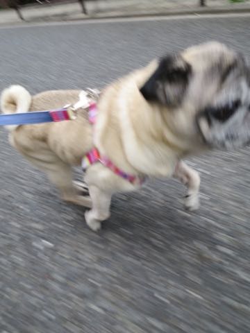 ѥȥߥ󥰲եȥҥåʸڥåȥۥƥͻҤݸѥûƬȤɡڤ㸤ѥħPug_63.jpg