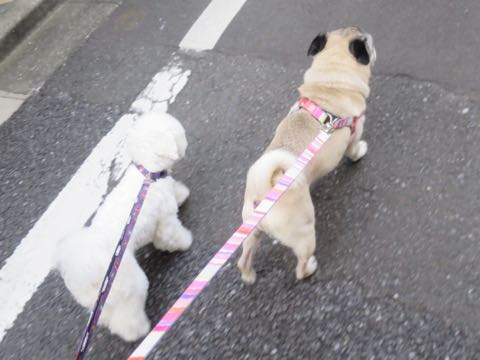 パグトリミング画像フントヒュッテ文京区ペットホテル様子おさんぽ犬おあずかり東京パグ夏短頭種とは鼻ぺちゃ犬パグ性格特徴色Pug_66.jpg