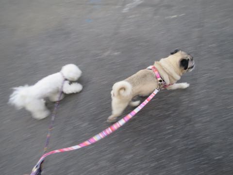 パグトリミング画像フントヒュッテ文京区ペットホテル様子おさんぽ犬おあずかり東京パグ夏短頭種とは鼻ぺちゃ犬パグ性格特徴色Pug_67.jpg