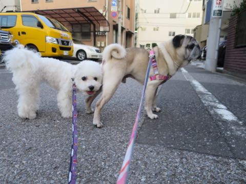 パグトリミング画像フントヒュッテ文京区ペットホテル様子おさんぽ犬おあずかり東京パグ夏短頭種とは鼻ぺちゃ犬パグ性格特徴色Pug_68.jpg