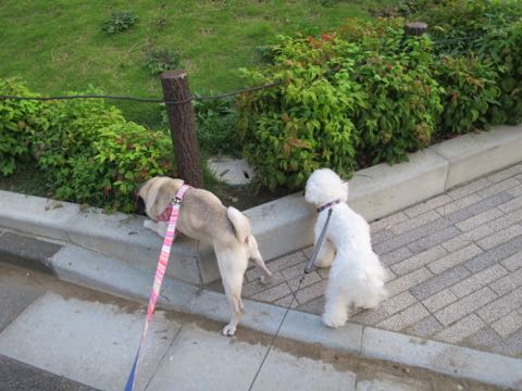 パグトリミング画像フントヒュッテ文京区ペットホテル様子おさんぽ犬おあずかり東京パグ夏短頭種とは鼻ぺちゃ犬パグ性格特徴色Pug_70.jpg