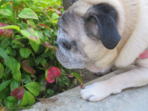 パグトリミング画像フントヒュッテ文京区ペットホテル様子おさんぽ犬おあずかり東京パグ夏短頭種とは鼻ぺちゃ犬パグ性格特徴色Pug_71.jpg