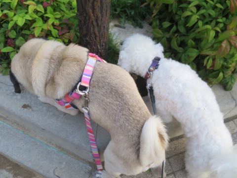 パグトリミング画像フントヒュッテ文京区ペットホテル様子おさんぽ犬おあずかり東京パグ夏短頭種とは鼻ぺちゃ犬パグ性格特徴色Pug_72.jpg