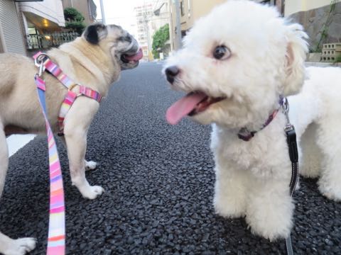 パグトリミング画像フントヒュッテ文京区ペットホテル様子おさんぽ犬おあずかり東京パグ夏短頭種とは鼻ぺちゃ犬パグ性格特徴色Pug_73.jpg