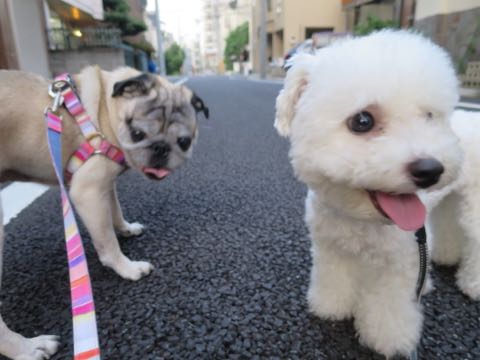 パグトリミング画像フントヒュッテ文京区ペットホテル様子おさんぽ犬おあずかり東京パグ夏短頭種とは鼻ぺちゃ犬パグ性格特徴色Pug_74.jpg