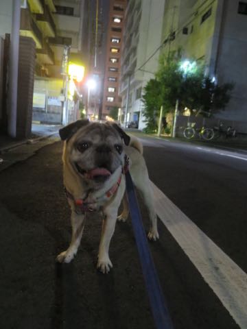 パグトリミング画像フントヒュッテ文京区ペットホテル様子おさんぽ犬おあずかり東京パグ夏短頭種とは鼻ぺちゃ犬パグ性格特徴色Pug_76.jpg