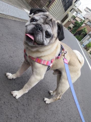 ѥȥߥ󥰲եȥҥåʸڥåȥۥƥͻҤݸѥûƬȤɡڤ㸤ѥħPug_79.jpg