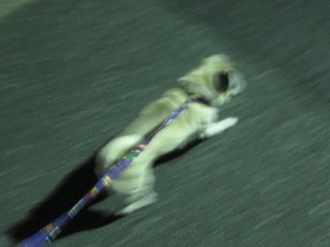 パグトリミング画像フントヒュッテ文京区ペットホテル様子おさんぽ犬おあずかり東京パグ夏短頭種とは鼻ぺちゃ犬パグ性格特徴色Pug_85.jpg