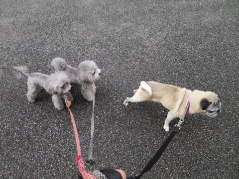 パグトリミング画像フントヒュッテ文京区ペットホテル様子おさんぽ犬おあずかり東京パグ夏短頭種とは鼻ぺちゃ犬パグ性格特徴色Pug_89.jpg