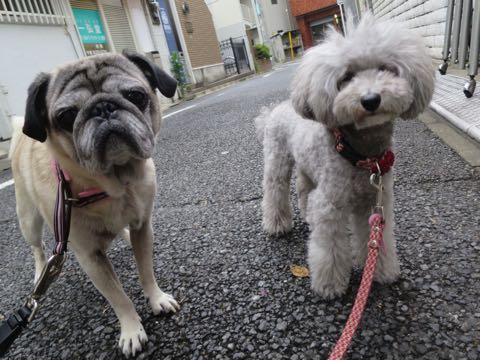 パグトリミング画像フントヒュッテ文京区ペットホテル様子おさんぽ犬おあずかり東京パグ夏短頭種とは鼻ぺちゃ犬パグ性格特徴色Pug_91.jpg