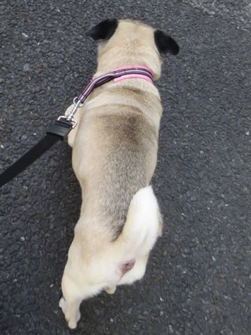 ѥȥߥ󥰲եȥҥåʸڥåȥۥƥͻҤݸѥûƬȤɡڤ㸤ѥħPug_93.jpg