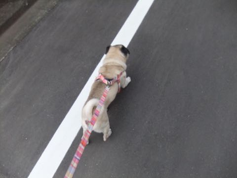 パグトリミング画像フントヒュッテ文京区ペットホテル様子おさんぽ犬おあずかり東京パグ夏短頭種とは鼻ぺちゃ犬パグ性格特徴色Pug_94.jpg