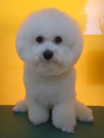 ビションフリーゼトリミング文京区フントヒュッテ駒込ビションカットスタイル画像犬歯磨き歯垢歯石除去ゼオライトデンタルケア東京犬温泉効能_4.jpg