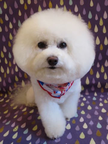 ビションフリーゼトリミング文京区フントヒュッテ駒込ビションカットモデル画像犬歯磨きゼオライトデンタルケア都内ハーブパック効果犬温泉東京ビション丸_13.jpg