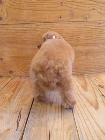 トイ・プードルモヒカンカット画像トイプードルトリミング文京区フントヒュッテ犬歯垢歯石除去歯磨きゼオライトデンタルケア犬温泉東京_17.jpg