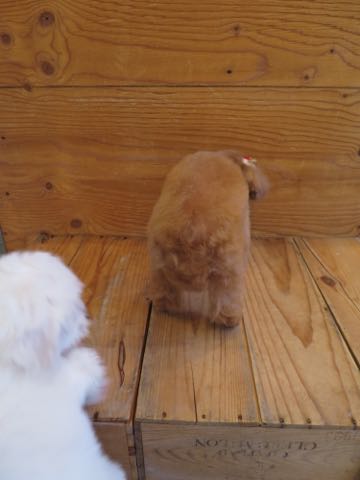 トイ・プードルモヒカンカット画像トイプードルトリミング文京区フントヒュッテ犬歯垢歯石除去歯磨きゼオライトデンタルケア犬温泉東京_18.jpg