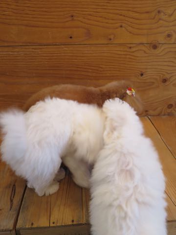トイ・プードルモヒカンカット画像トイプードルトリミング文京区フントヒュッテ犬歯垢歯石除去歯磨きゼオライトデンタルケア犬温泉東京_19.jpg