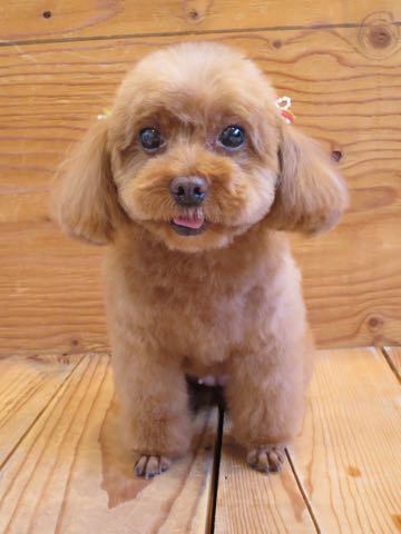 トイ・プードルモヒカンカット画像トイプードルトリミング文京区フントヒュッテ犬歯垢歯石除去歯磨きゼオライトデンタルケア犬温泉東京_20.jpg