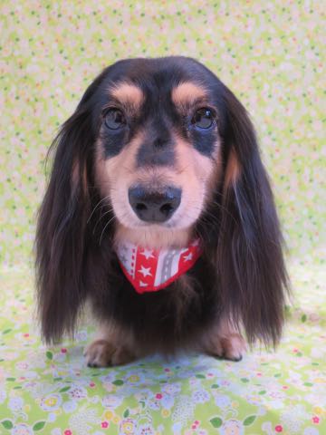 ダックスペットホテル様子おさんぽ犬おあずかり文京区フントヒュッテ東京ダックストリミング画像都内ペットホテル駒込カニヘンダックスカニンヘンダックス_2.jpg