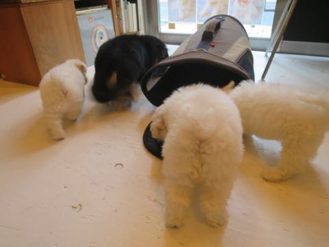 ダックスペットホテル様子おさんぽ犬おあずかり文京区フントヒュッテ東京ダックストリミング画像都内ペットホテル駒込カニヘンダックスカニンヘンダックス_7.jpg