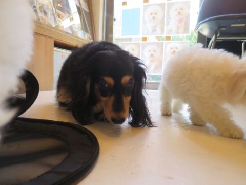 ダックスペットホテル様子おさんぽ犬おあずかり文京区フントヒュッテ東京ダックストリミング画像都内ペットホテル駒込カニヘンダックスカニンヘンダックス_8.jpg