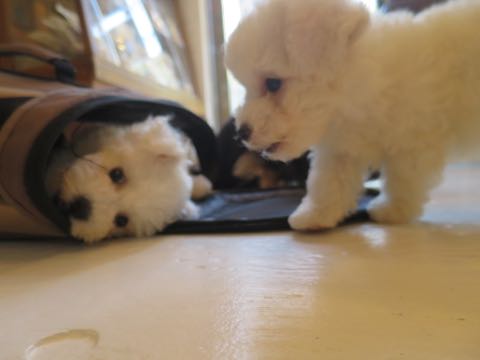 ダックスペットホテル様子おさんぽ犬おあずかり文京区フントヒュッテ東京ダックストリミング画像都内ペットホテル駒込カニヘンダックスカニンヘンダックス_10.jpg