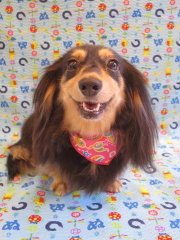 ダックスペットホテル様子おさんぽ犬おあずかり文京区フントヒュッテ東京ダックストリミング画像都内ペットホテル駒込カニヘンダックスカニンヘンダックス_12.jpg
