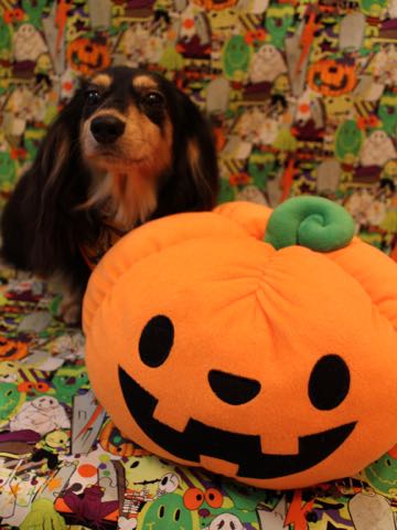 ダックスペットホテル様子おさんぽ犬おあずかり文京区フントヒュッテ東京ダックストリミング画像都内ペットホテル駒込カニヘンダックスカニンヘンダックス_90.jpg